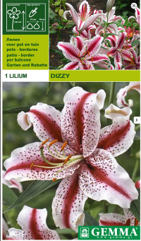 Lillium Dizzy